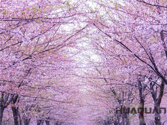 華全發(fā)電機(jī)組：這個(gè)春天不寂寞！剛看完櫻花怒放，新疆又放大招，預(yù)將百萬(wàn)畝沙漠變綠洲